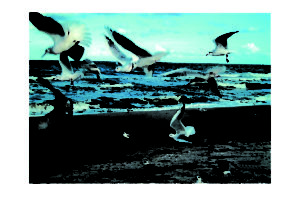 2008_Dunenmeer_Möven_17x24