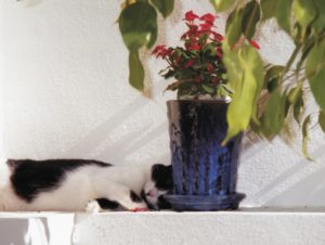 2009_Kalenderbilder 1